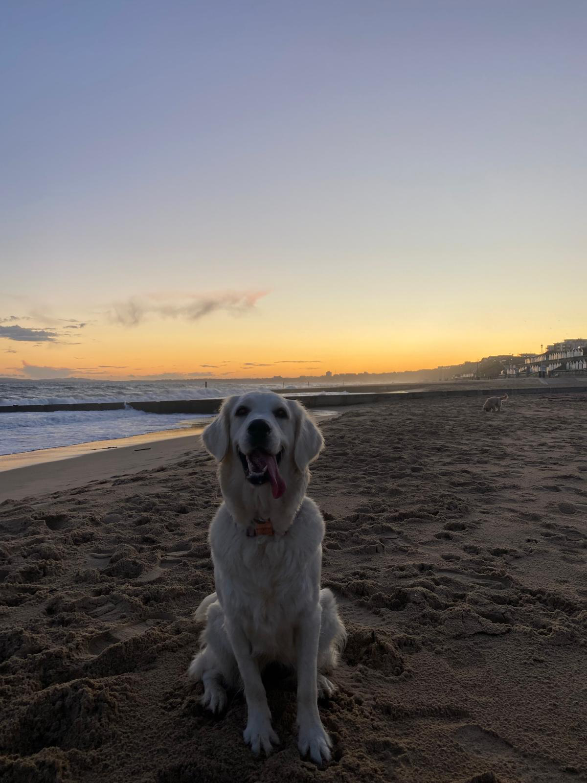 Golden retriever sitting on the beach at sunset
