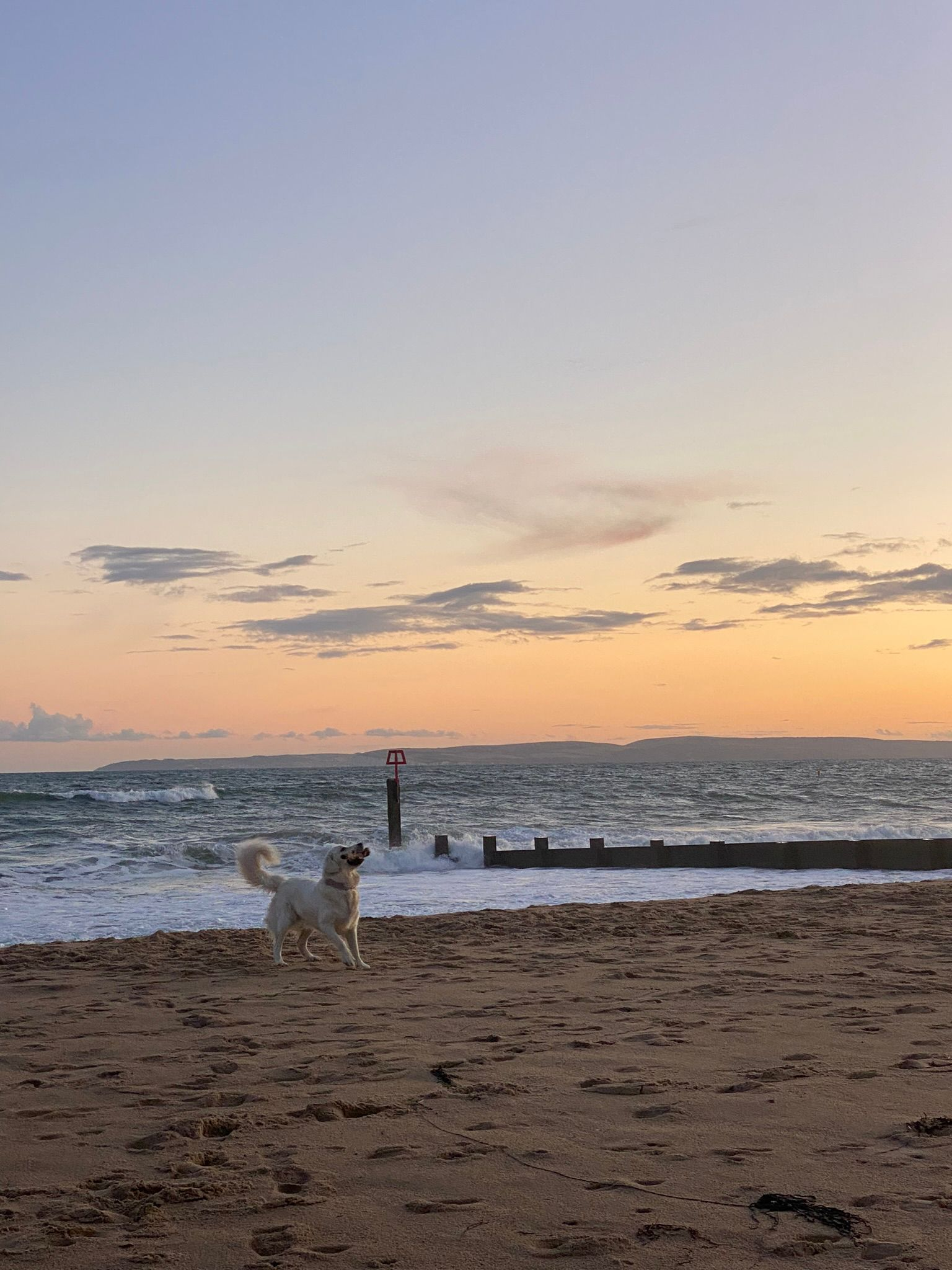 Dog playing on the sand at the water's edge as the sun sets over the sea