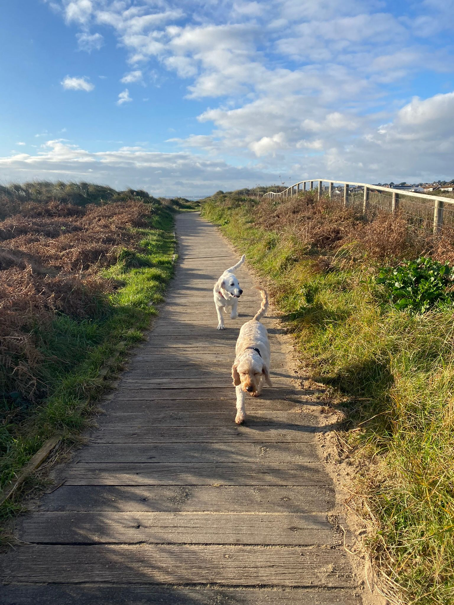 Two dogs trotting along a coastal boardwalk path under a bright blue sky