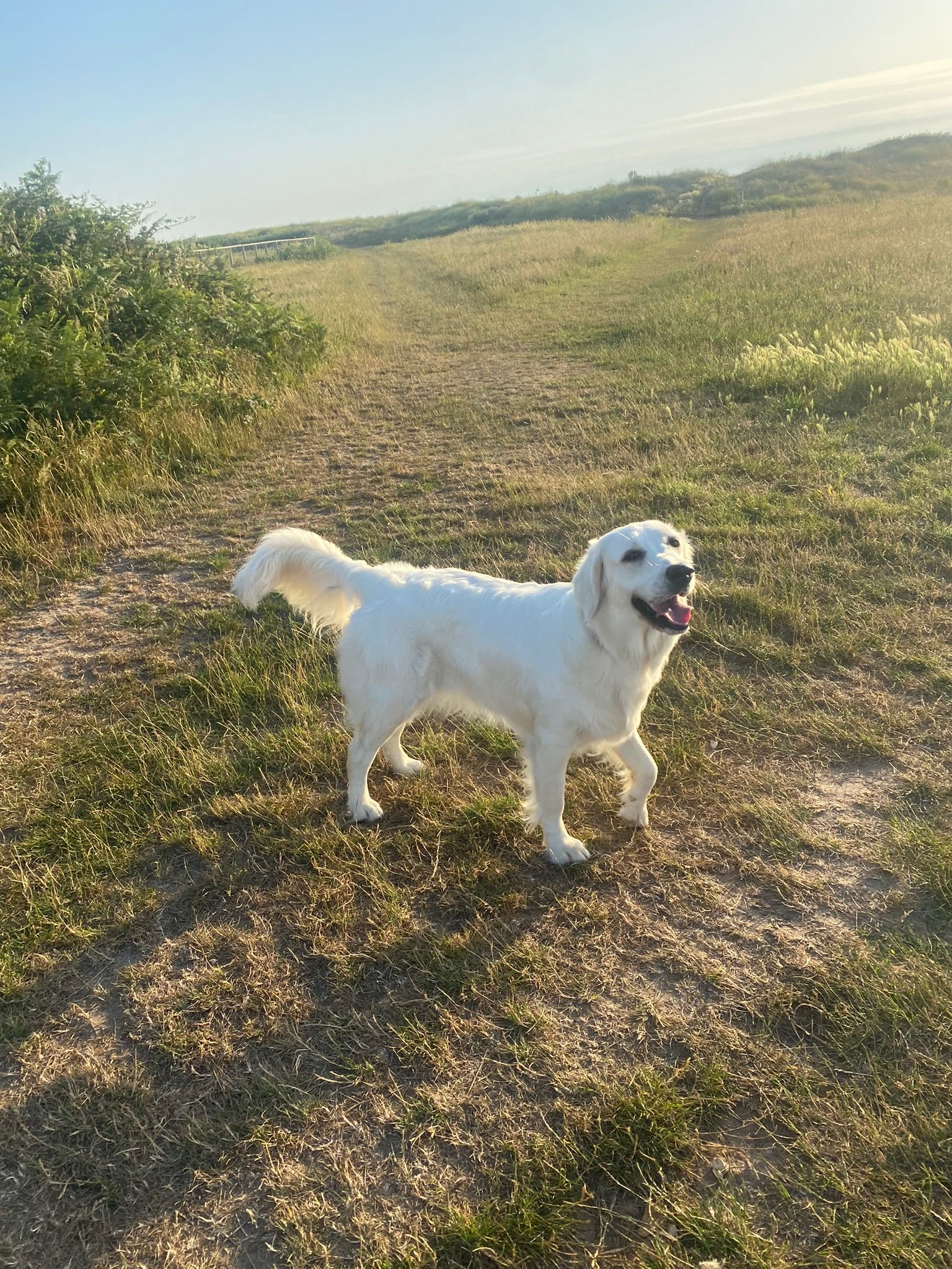 Golden retriever walking through grassy clifftop fields on a sunny day
