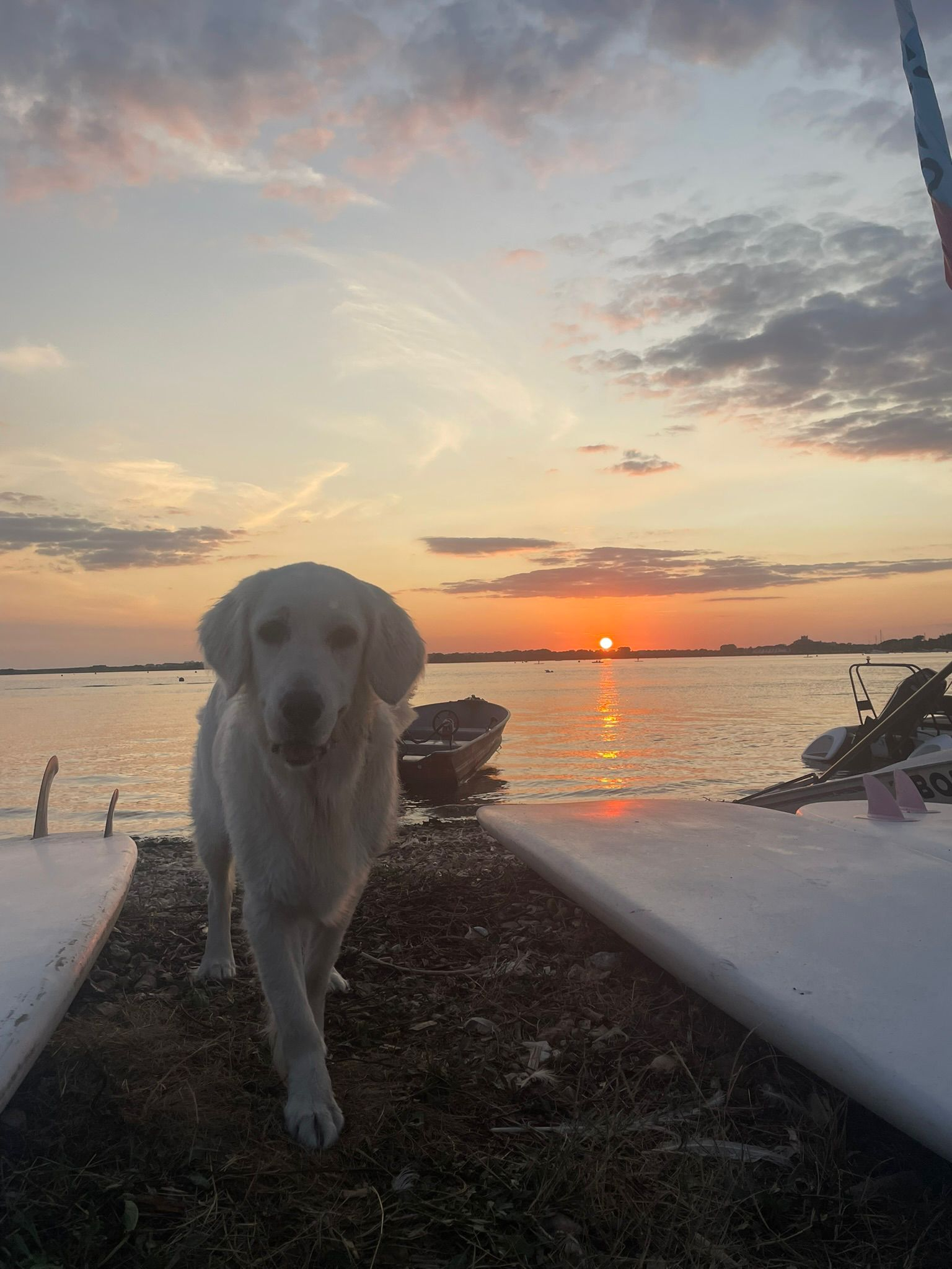 Golden retriever on the shore at sunset beside paddleboards and a small boat
