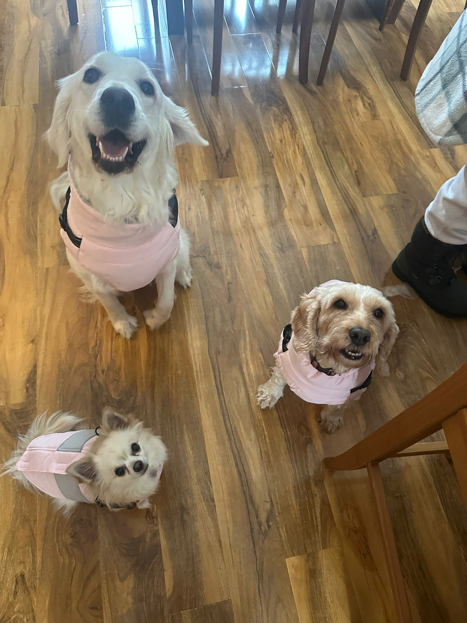 Three dogs in pink coats waiting patiently together on a wooden floor indoors