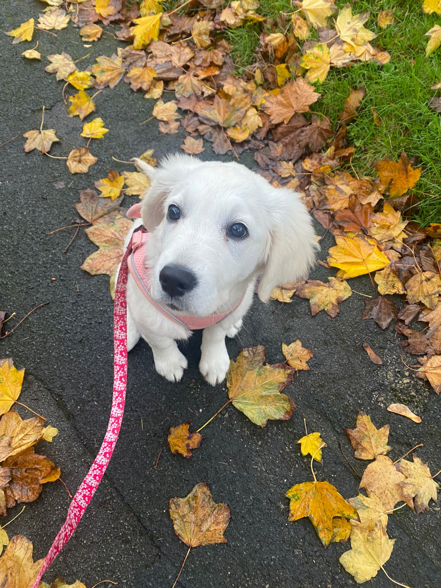 Golden retriever puppy in a pink harness sitting among fallen autumn leaves