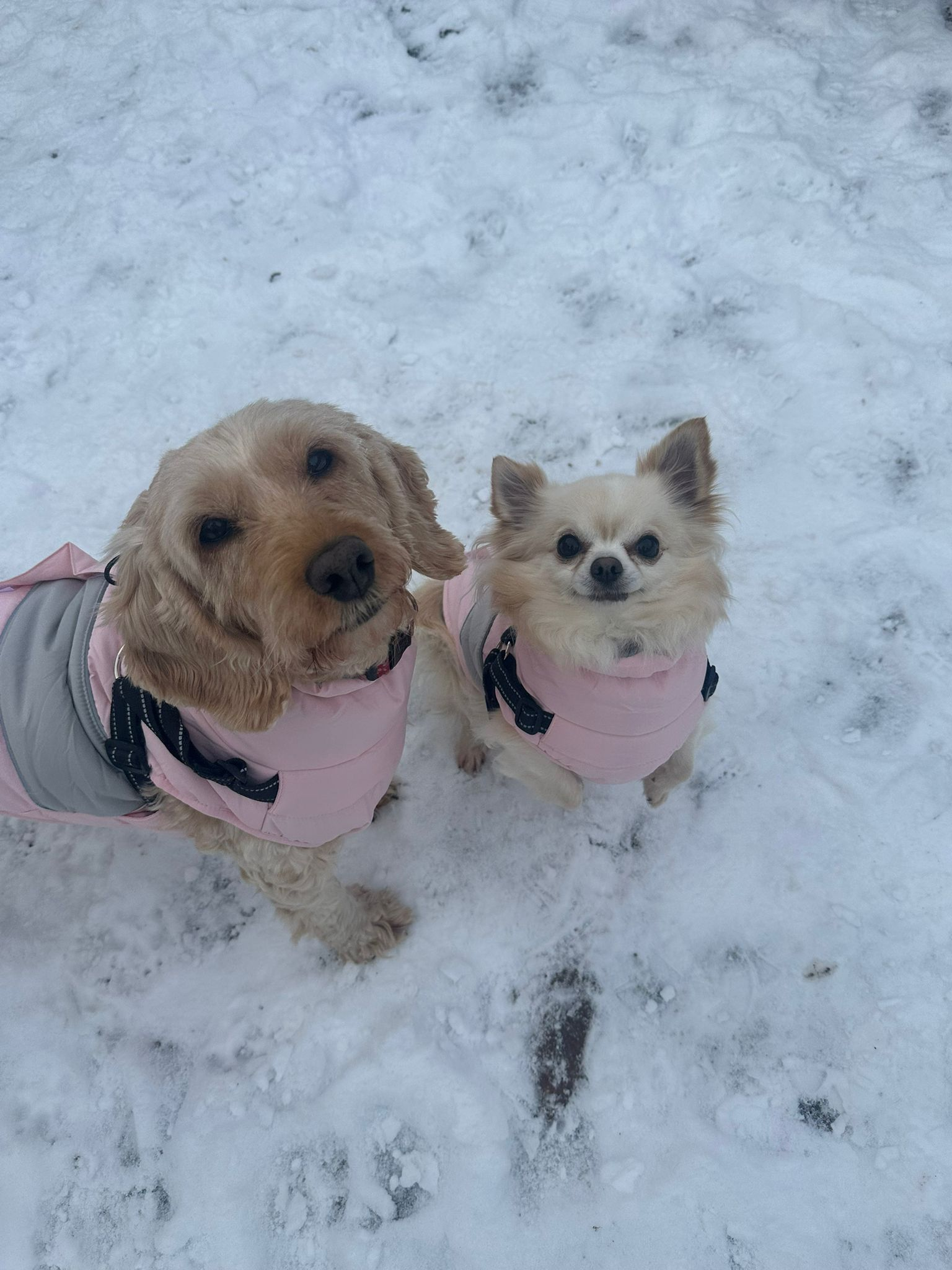 A cockapoo and a chihuahua snuggled together in pink coats in the snow