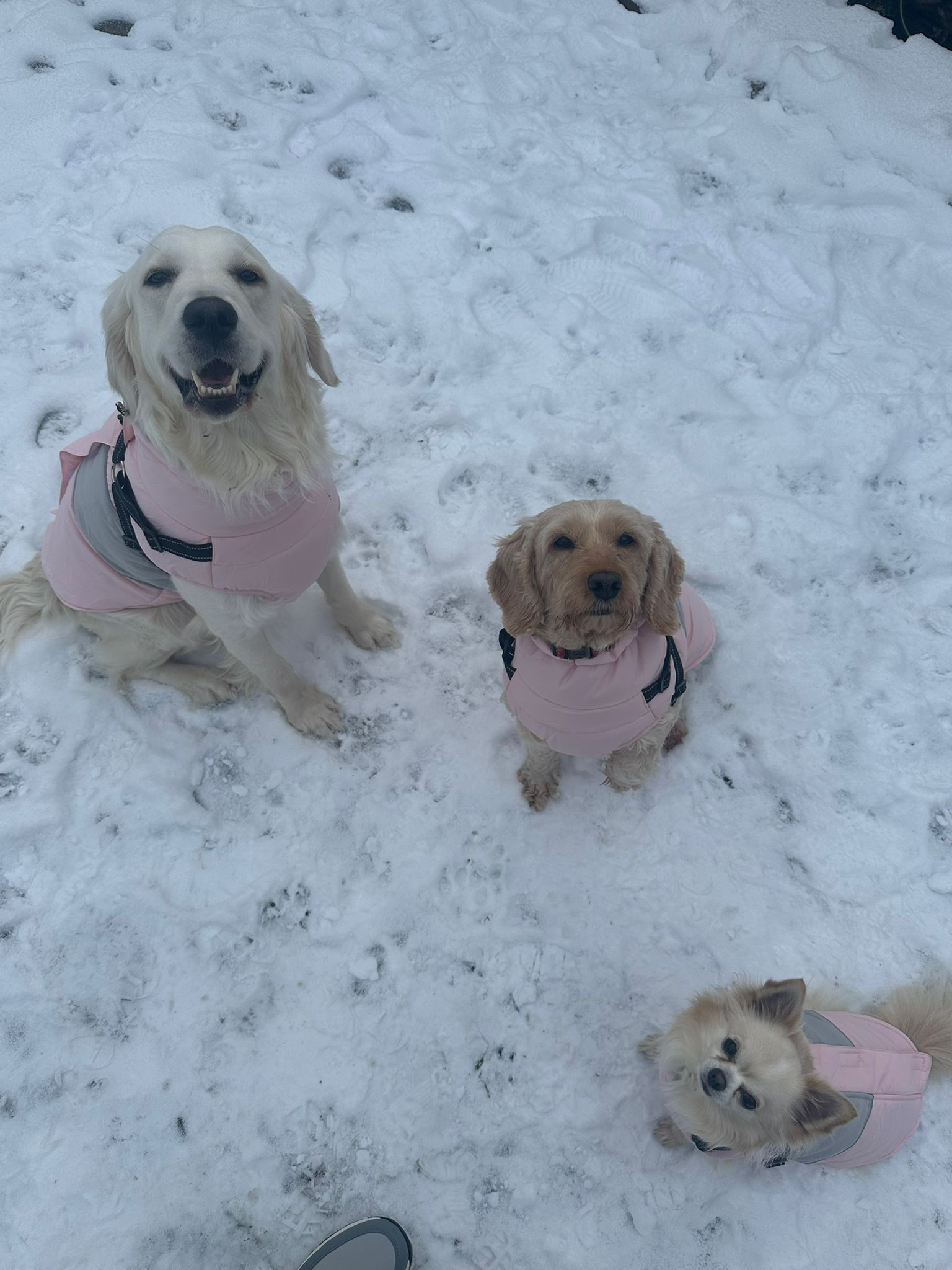 Three dogs in matching pink winter coats sitting in the snow
