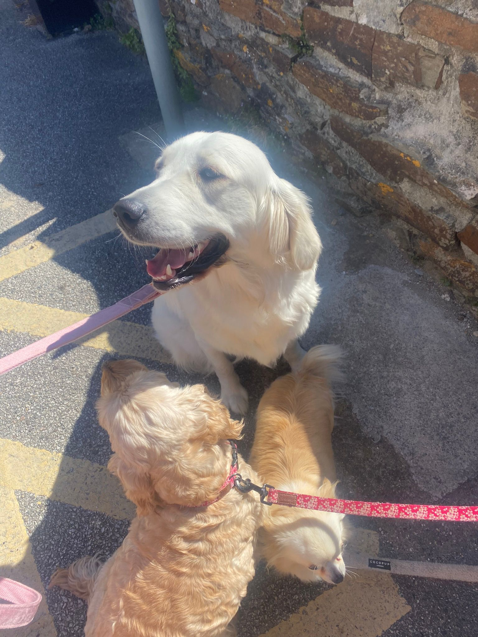 Golden retriever, cockapoo and chihuahua resting together by an old stone wall in the sunshine